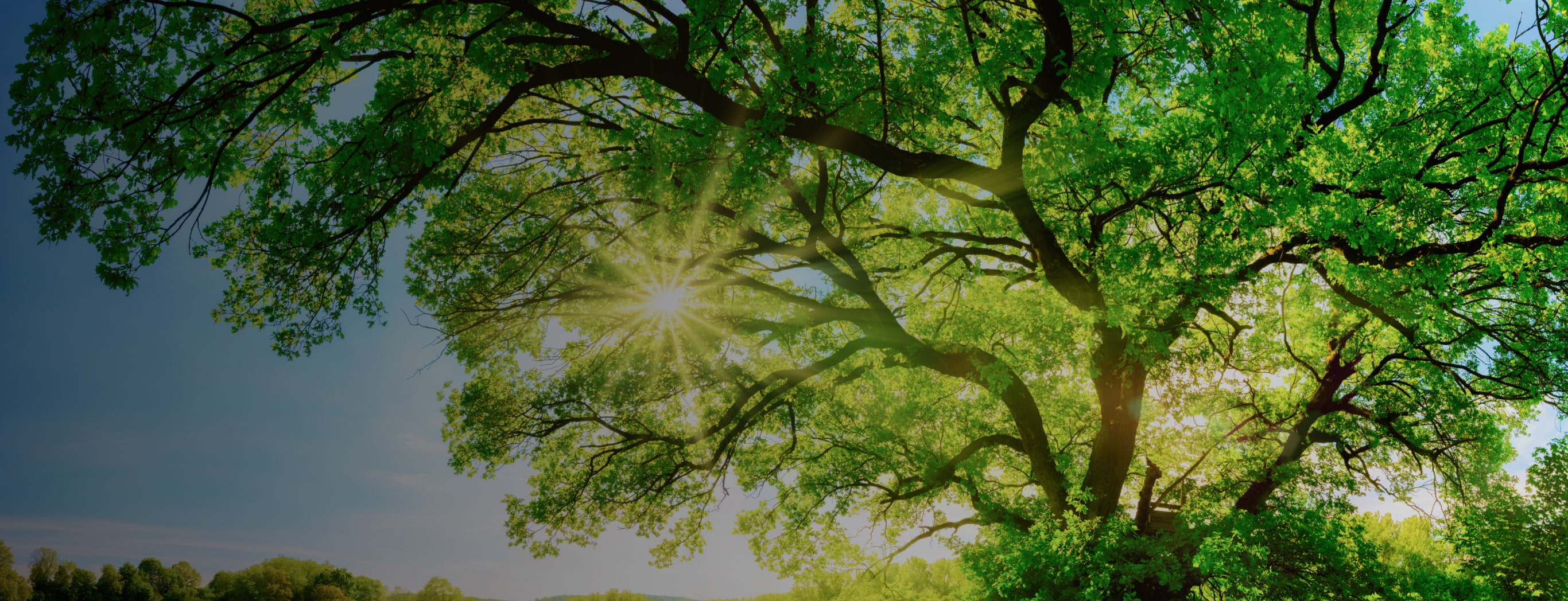 Image: Environment (Sustainability)